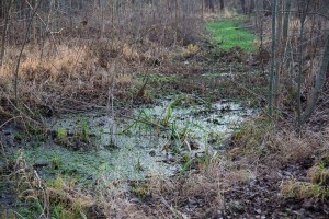 Auenwald mit Sumpfgebieten: hier ist kein Durchkommen