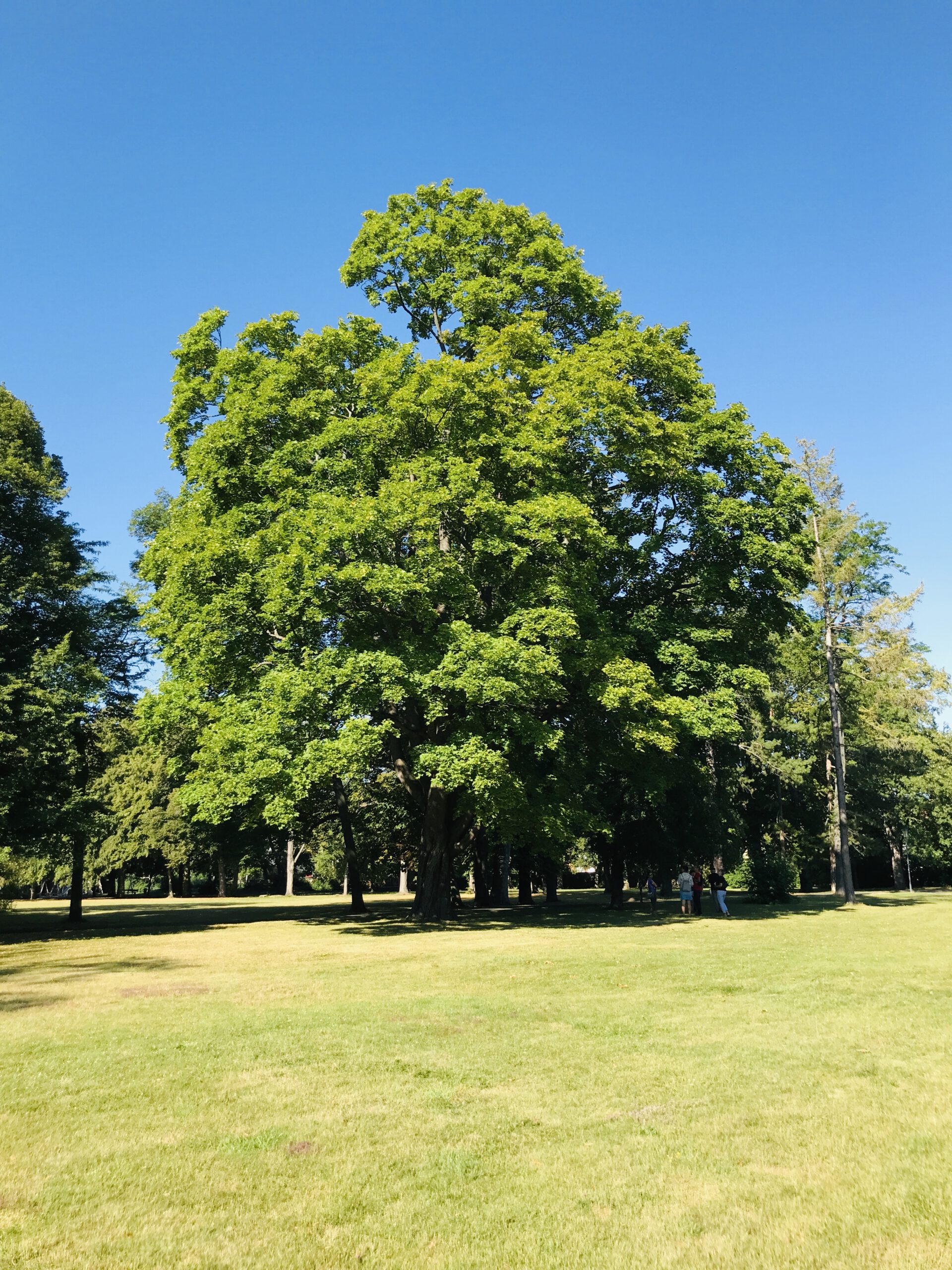 Viele Bäume im Schlossgarten sind geschädigt, meist durch die zunehmende Trockenheit. Dieser Ahorn jedoch zählt zu den noch "voll vitalen" Bäumen ohne erkennbare Schwächen.